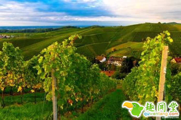 【真相帝】为什么“82年”的拉菲才是最好的？