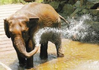 【真相帝】脑袋越大，打哈欠的时间就越长