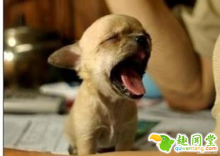 【真相帝】脑袋越大，打哈欠的时间就越长哦