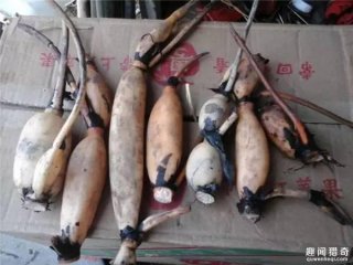 就在水桶里种了点莲藕，没想到结的藕会这