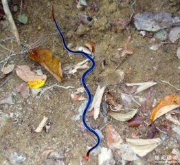 这种像条蓝色带的毒蛇竟靠吃蛇维生,它的