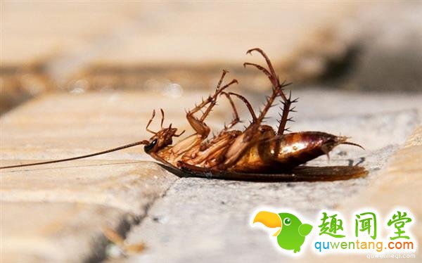 为什么蟑螂死后都是肚子朝天？如此简单