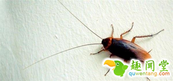 为什么蟑螂死后都是肚子朝天？如此简单