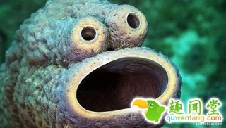 太魔性了！这些海底生物一定是来自外星球