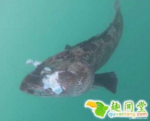 稀奇！渔夫把捕到的鱼一切开大家就惊呆了