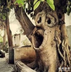 震撼！盘点全球超罕见的树木奇观