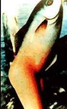 揭露海底美人鱼世界未解之谜