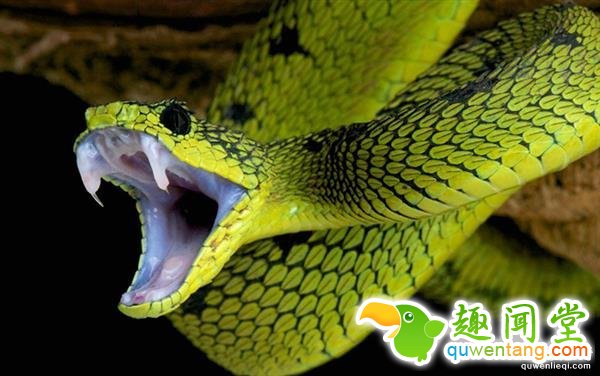 蛇的毒液能杀死人 为啥蛇没事儿？