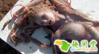 现实中的美人鱼长什么样？看看世界各地拍