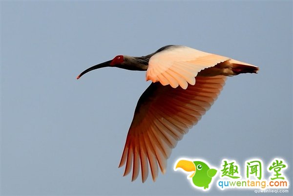 暌违半个世纪！ “鸟类大熊猫”朱鹮重返四川