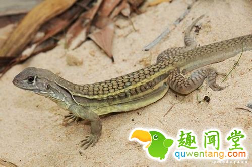 蜥蜴断尾求生？其实存活几率下降30%