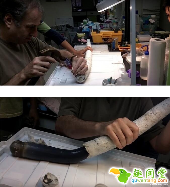 史上首发现「恐怖海底活异形」!0:40全拉出「超噁尾部」瞬间头皮发麻到脚底!(影片)