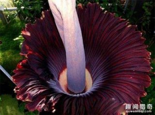 能保尸体不腐？《鬼吹灯》中的尸香魔芋长