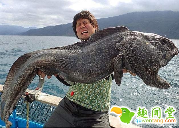 地球上独一无二的67个基因变异的物种！你可能一辈子也没见过