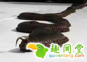 地球上独一无二的67个基因变异的物种！你可能一辈子也没见过