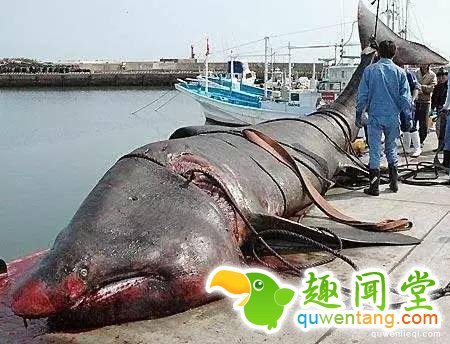 地球上独一无二的67个基因变异的物种！你可能一辈子也没见过