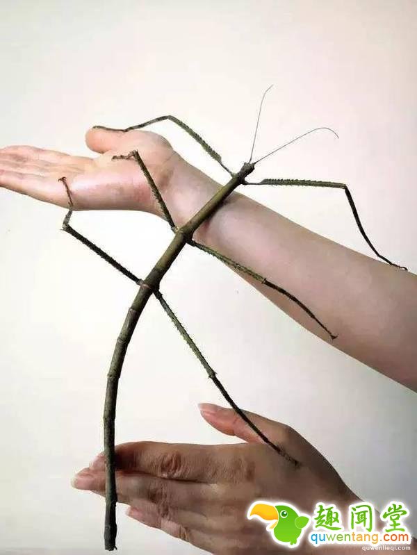 地球上独一无二的67个基因变异的物种！你可能一辈子也没见过