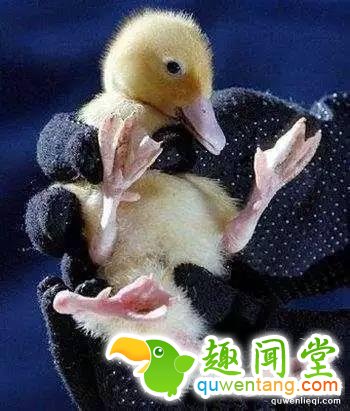 地球上独一无二的67个基因变异的物种！你可能一辈子也没见过