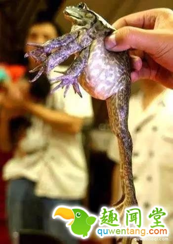 地球上独一无二的67个基因变异的物种！你可能一辈子也没见过