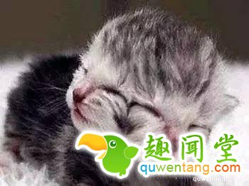 地球上独一无二的67个基因变异的物种！你可能一辈子也没见过