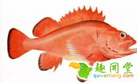 12个比人寿命长的动物，第七个算是永生吗？