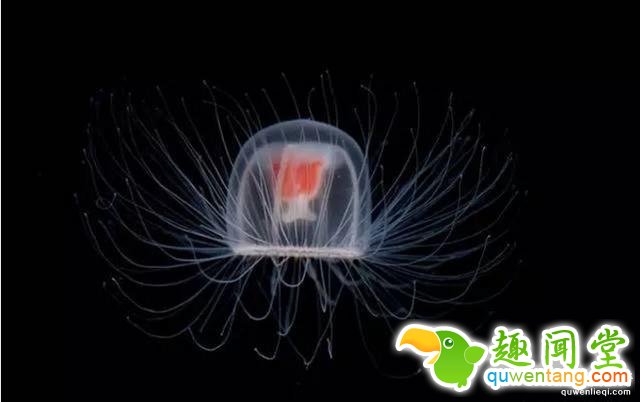 12个比人寿命长的动物，第七个算是永生吗？