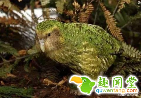 12个比人寿命长的动物，第七个算是永生吗？