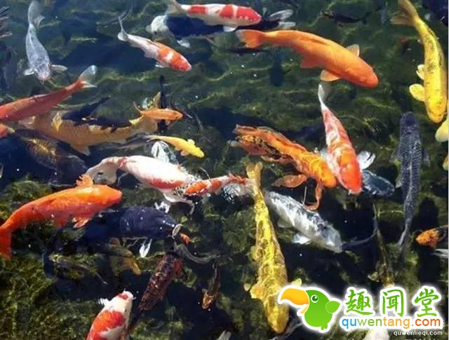 12个比人寿命长的动物，第七个算是永生吗？