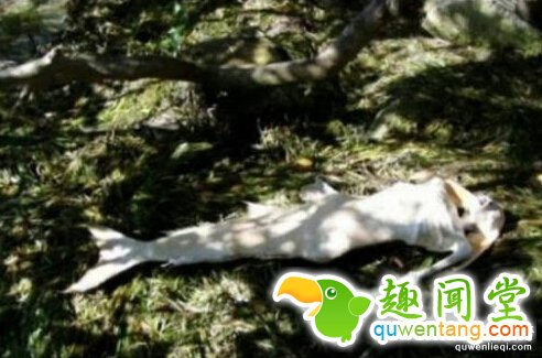 揭开美人鱼神秘面纱，走入美人鱼世界