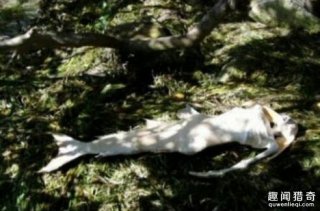 美人鱼真的存在吗？揭开美人鱼神秘面纱