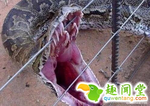 三峡大坝里面有条蛇1