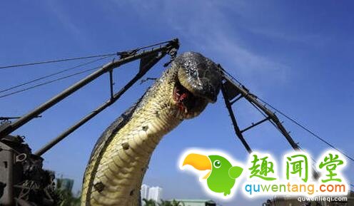 三峡大坝里面有条蛇3