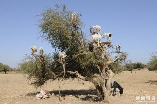 山羊也会上树？盘点动物界四大神秘现象