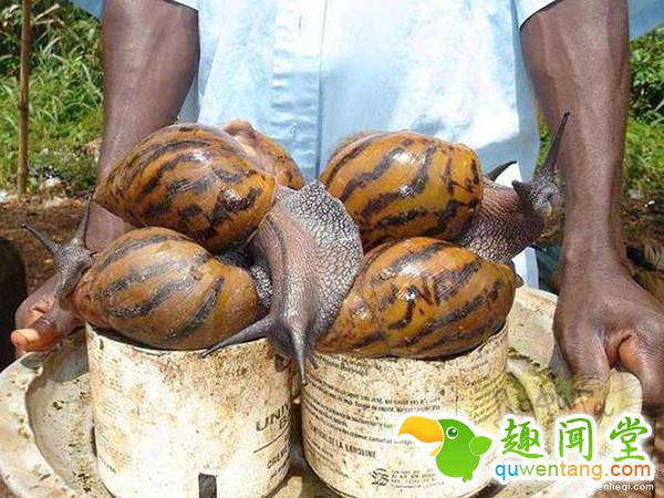 直击全球罕见的14种大“怪物”