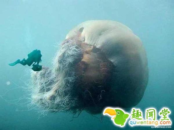 直击全球罕见的14种大“怪物”