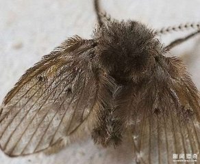 看到这种虫子千万不要再用手打了，真相会