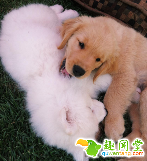 每发现好玩的事第一个就想到你！两只狗狗示范10项挚友特质图片