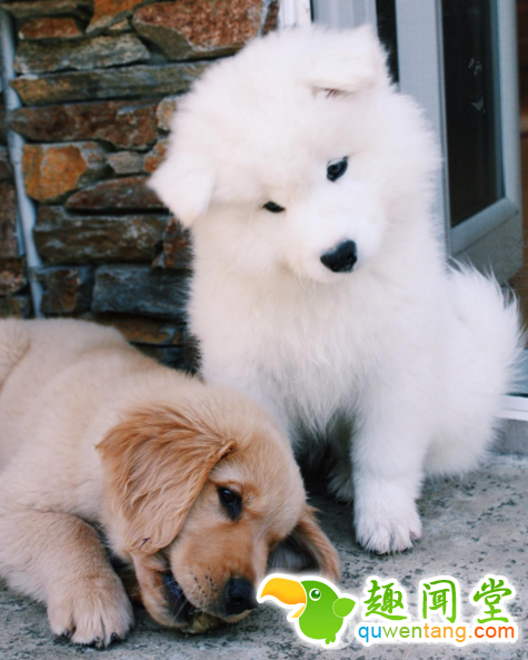 每发现好玩的事第一个就想到你！两只狗狗示范10项挚友特质图片