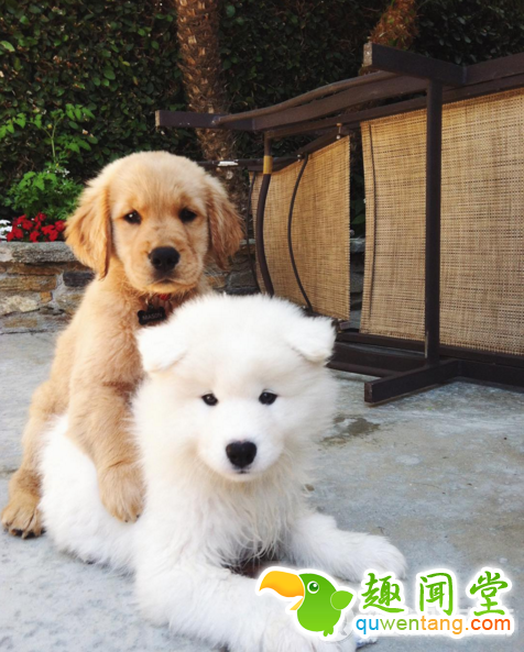 每发现好玩的事第一个就想到你！两只狗狗示范10项挚友特质图片