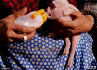 怪异！母猪竟然生下“猴崽”，实属罕见