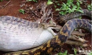 爬山遇到巨蟒吞下整只袋鼠，女子目睹全过