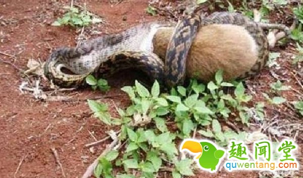 巨蟒吞下整只袋鼠全过程：画面很震撼
