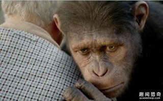 费解！猴子和猩猩与人类关系这么近，为什