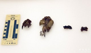 连恐龙都能成为它的食物！远古强颚老鼠个