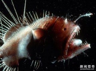 看起来像外星物种！盘点6种长相超级怪异