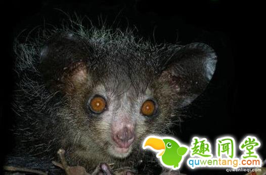 世界上比鬼还恐怖的6大怪异动物