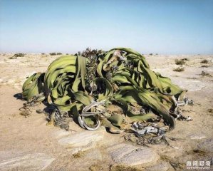 盘点世界上那些长生不老的植物：有种海草