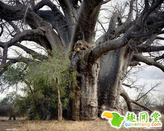 世界上“长生不老”的植物，有些已经存活10万年了