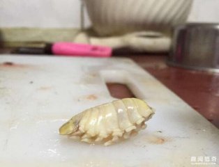 只要这种寄生虫出现在鱼嘴里，鱼的舌头就