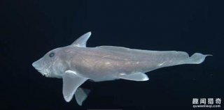 比恐龙还古老，超神秘幽灵鲨现北太平洋！